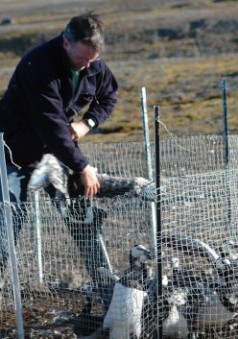 grabbing the geese