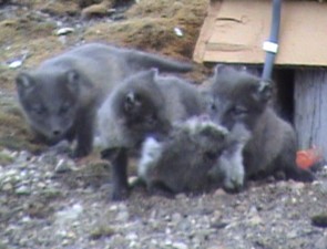 the mother fox has left the pups with a gosling