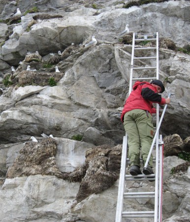 Monitoring clutch size of kittiwakes