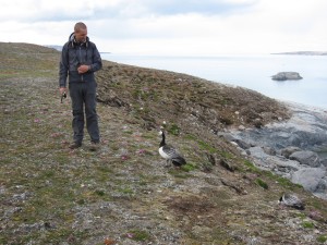 Good parents gueard the nest, most geese leave at 5 meter distance