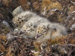 Three young ones