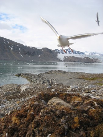 The glaucous gull is defending its nest