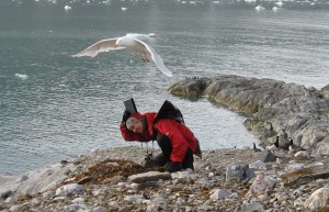 Cecilia being dive-bombed