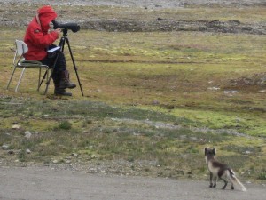 The fox is checking her