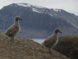 grown on hundered eider ducklings