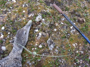 we catch eider ducks with a snooze on a fishing rod