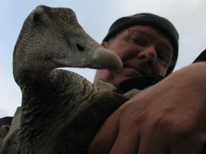 maarten with a female eider