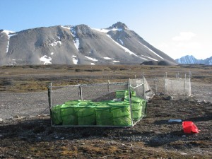 the geese are placed in individual cages to collect their faeces