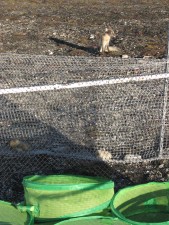 the polar fox checks if there is any food