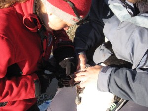 Cecilia Sandstrm is taking a blood sample