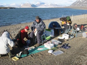 Measuring and sampling barnacle geese in Kongsfjorden