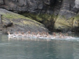 pinkfooted goose at Ossian Sarsfjellet