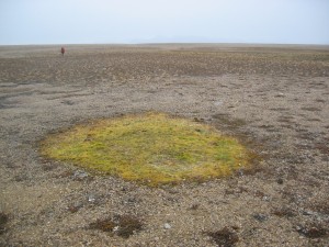 a dead reindeer started this green spot