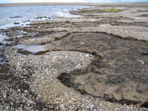 the edges of the stone circles form the microclimate for germination of seeds and spores