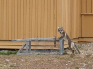 inspection by the vixen