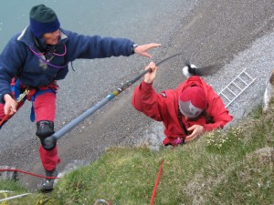 catching birds while hanging on ropes