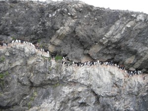 a bird cliff with br�nnich's guillemot