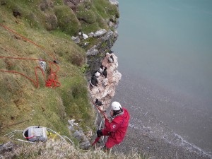 checking nests