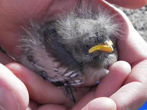 baby snowbunting