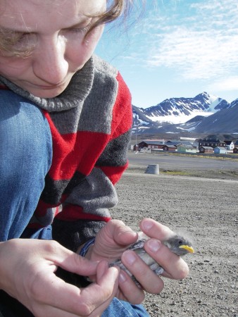 Olga Dolnik checks a snowbunting young