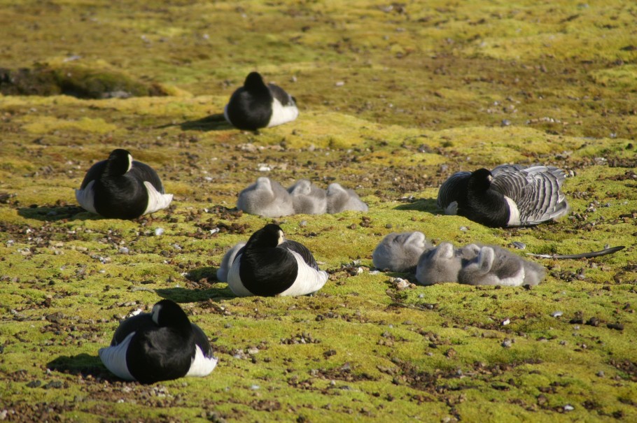 sleeping geese photo: Vincent Munster