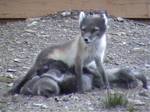 lactating polar fox