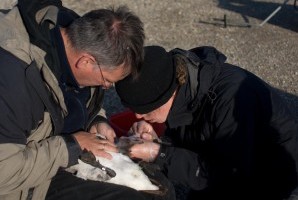 blood sampling