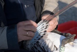 growing feathers