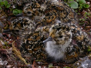 Young purple sandpipers