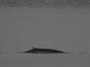 fin whale