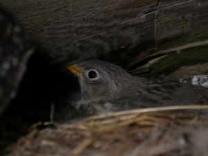 een foto van het nest
