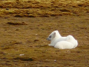 a white fox still in winter fur