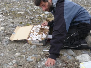 One egg from each nest