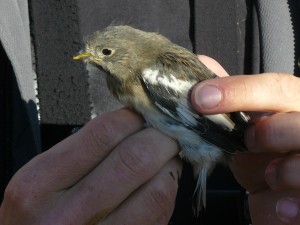 Bas holds a young snowbunting