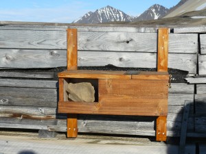 a nestbox where Yvan found young snowbuntings