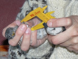 Olga measures the snowbunting