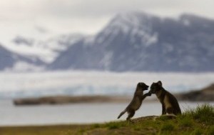 photo Maarten van der Voorde http://maartenfotografie.blogspot.com/