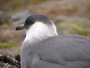 Arctic Skua