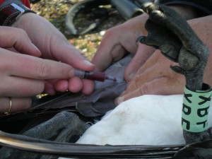 Taking blood samples