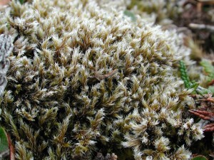 Racomitrium on the dry tundra