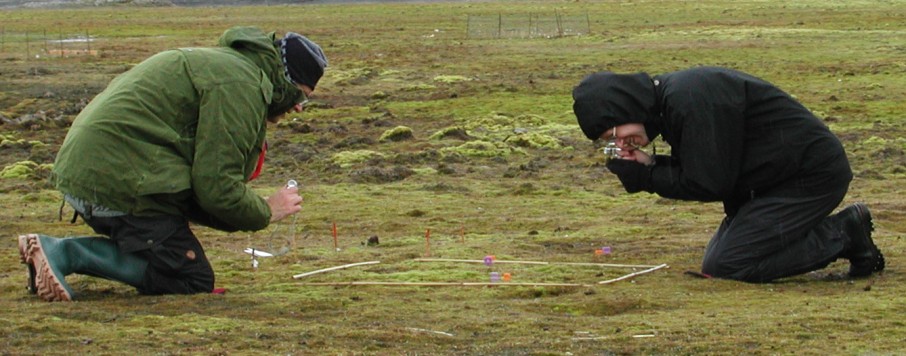 mopss relevees near the fragile exclosures