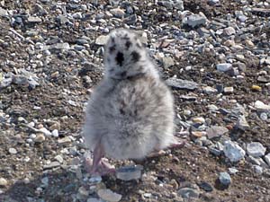 Glaucous Gull nestling