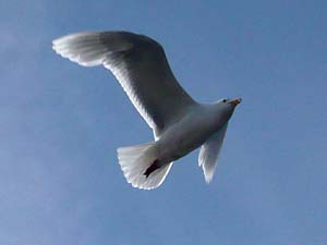 Glaucous Gull