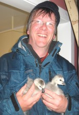 releasing goslings