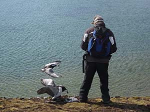 Martijn being attacked by a Barnacle Geese during a nestcheck