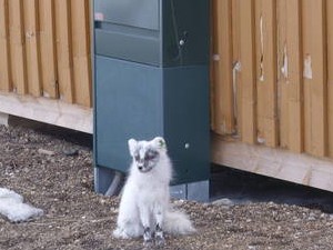 arctic fox