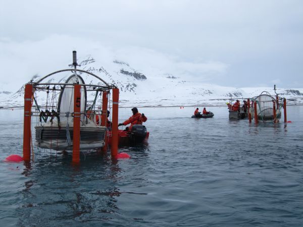 preparing mesocosms