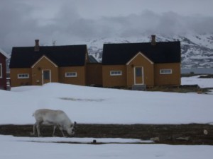 reindeer grazing for our house