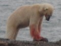 20220617 polar bear kills seal