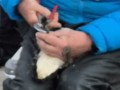 20260728 Second goose catch